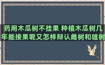 药用木瓜树不挂果 种植木瓜树几年能接果呢又怎样辩认雌树和雄树呢